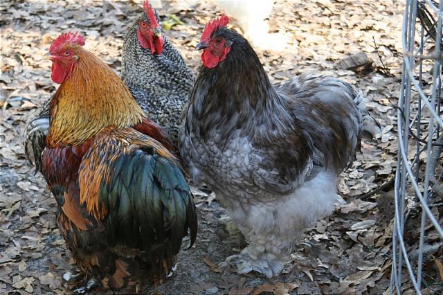 7205_farmcritters_2_09_284.jpg