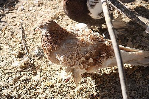 7205_frill_hen.jpg