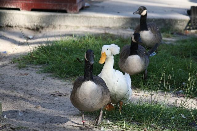 7205_goose_duck_goose2.jpg