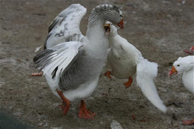 7205_goosevsduck.jpg