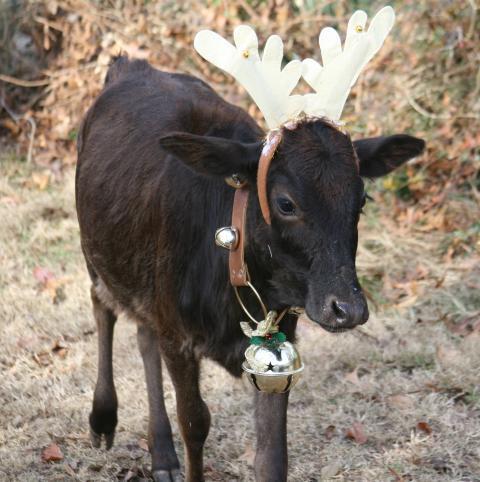 7205_hope_reindeer.jpg