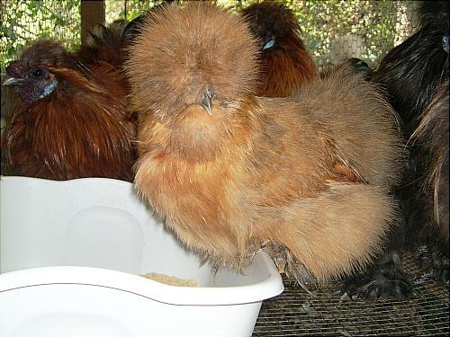 7205_light_partridge_silkie.jpg