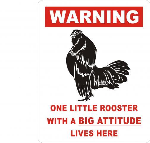 7205_little_rooster_big_attitude.jpg