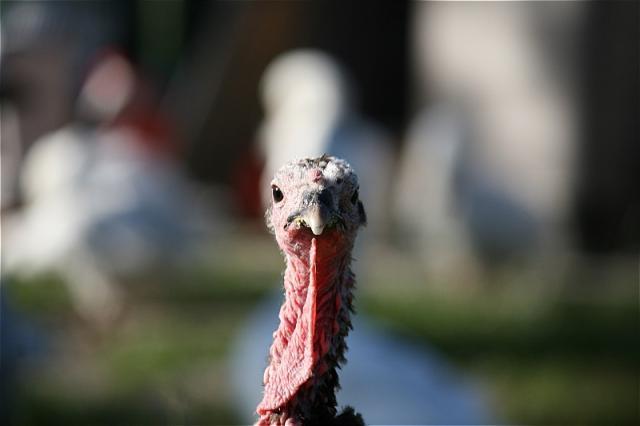 7205_lurky_turkey_face.jpg
