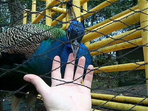 7205_pet_please.jpg
