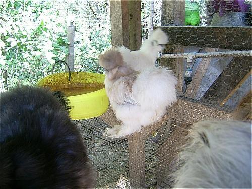 7205_porcelion_silkie.jpg