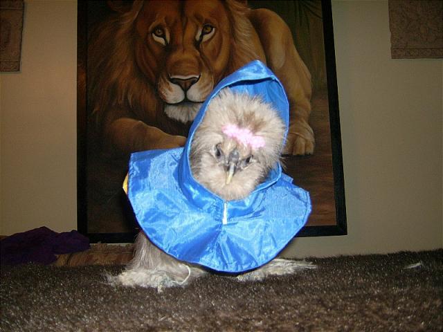 Chicken raincoat on sale