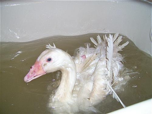 7205_sebbi_tub.jpg