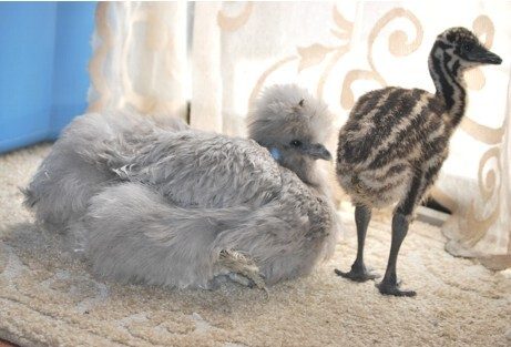 7205_sophie___emu_laying.jpg