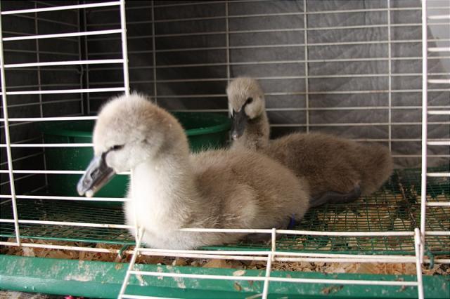 7205_swan_baby3.jpg