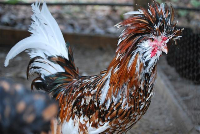 7205_tolbunt_rooster2.jpg