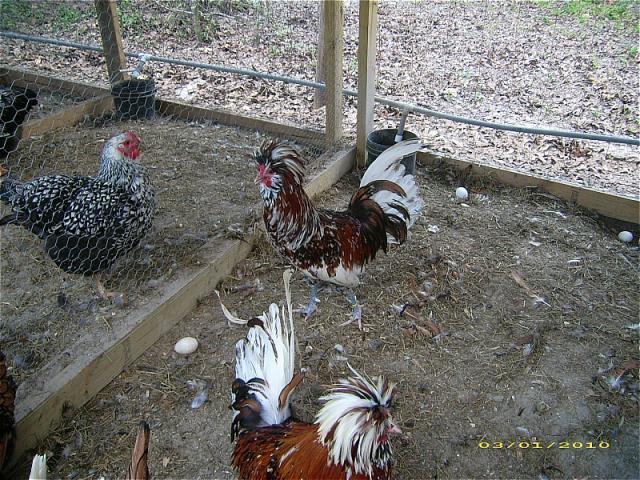 7205_toulbunt_roos_2.jpg