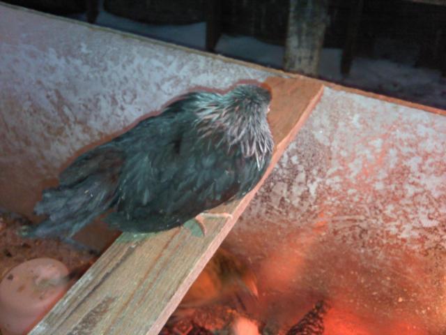 72157_chikpics_016.jpg