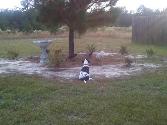 72213_bailey_guards.jpg