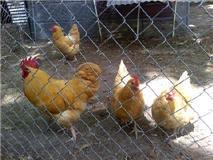 72213_buffflock.jpg
