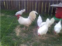 72213_leghorn_flock1.jpg