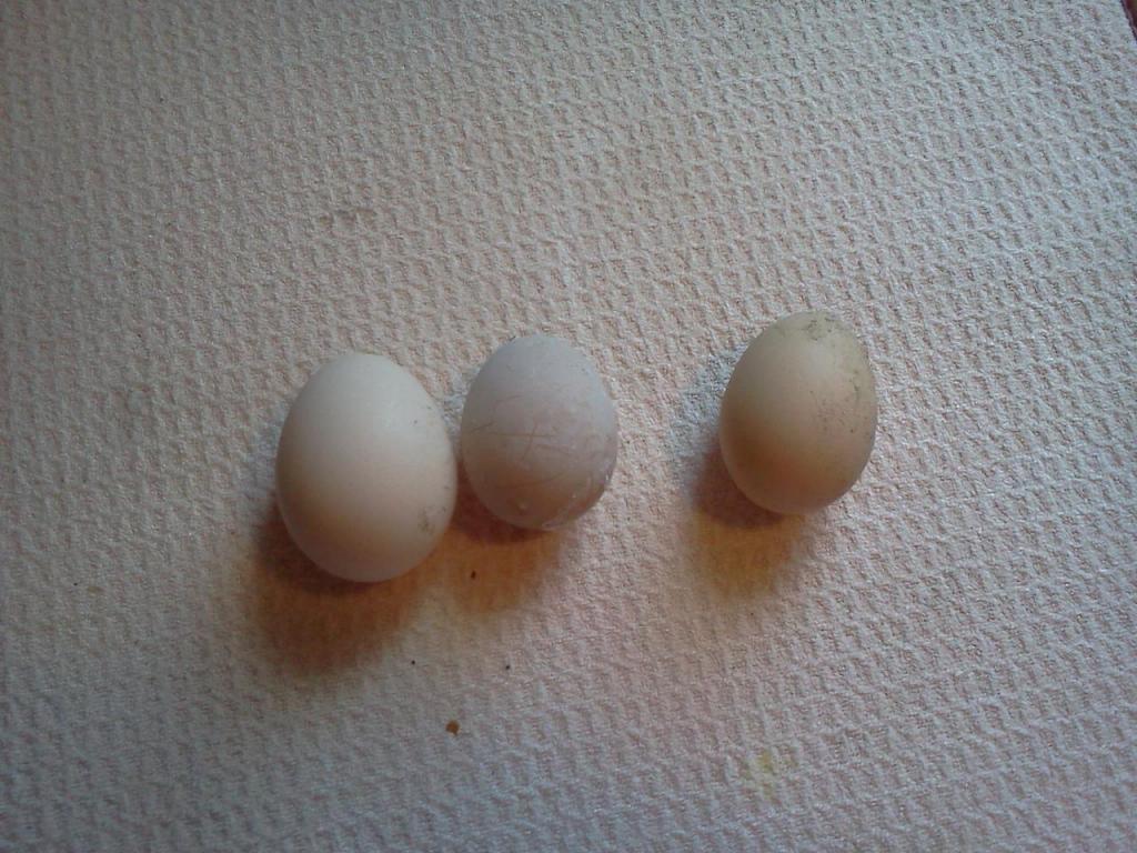 72213_pulleteggs.jpg