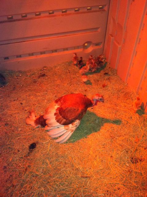 72229_hanna_and_poult_1_wk.jpg