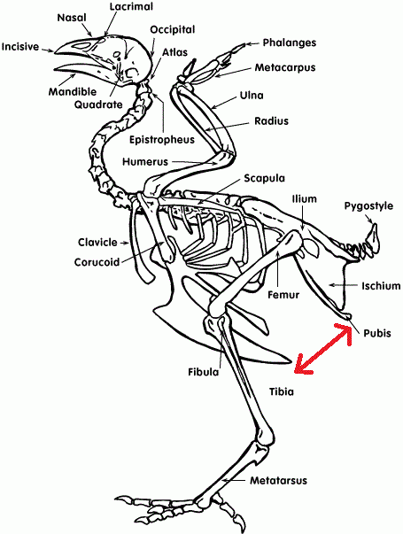 72239_chickenanatomy.gif