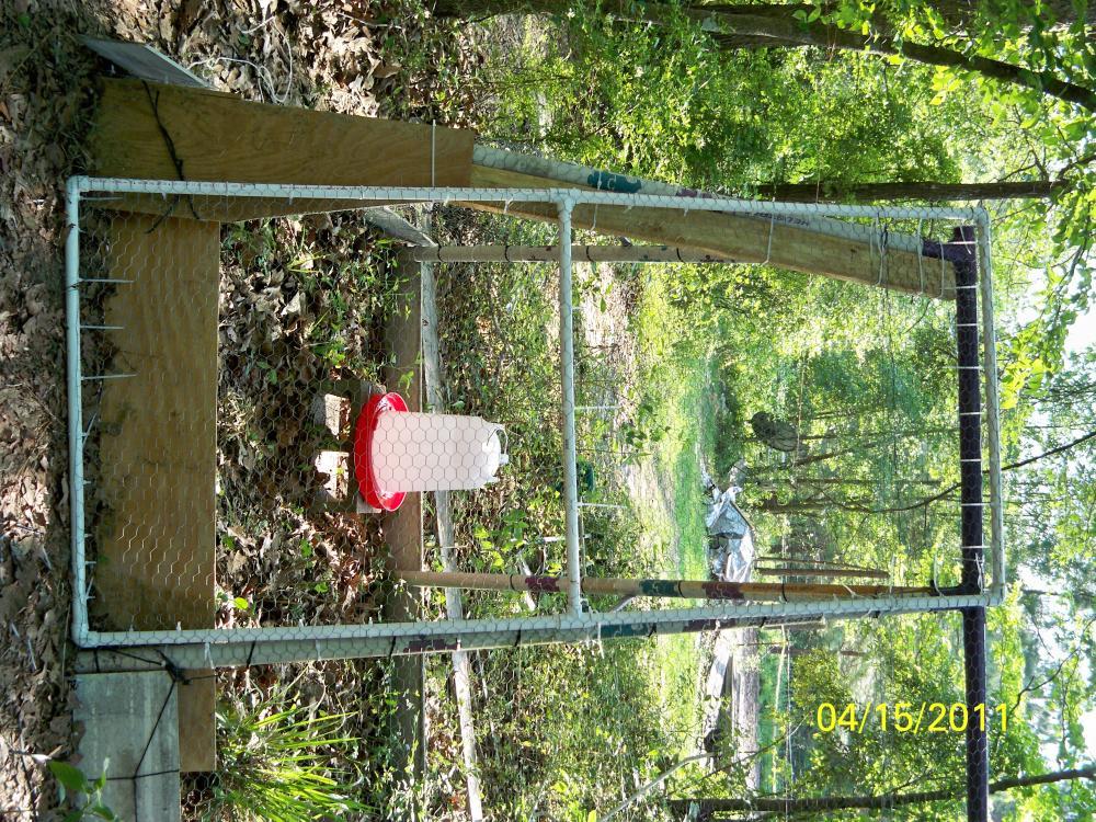 72239_swingcoopdoor.jpg