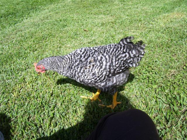 72264_chickens3.jpg