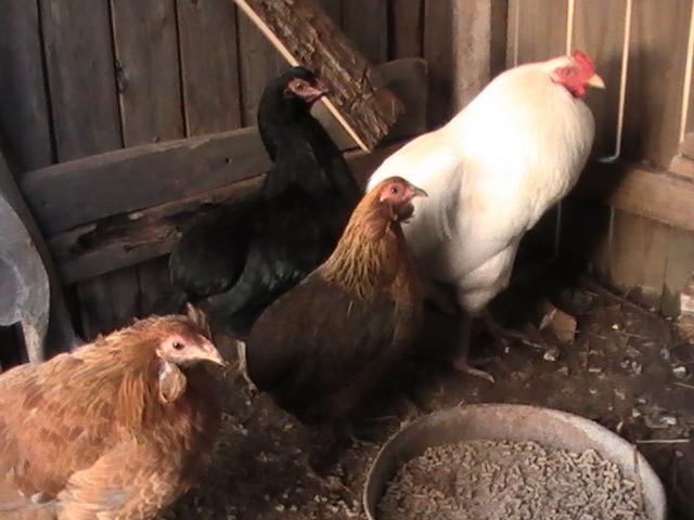 7227_pic_0421.jpg