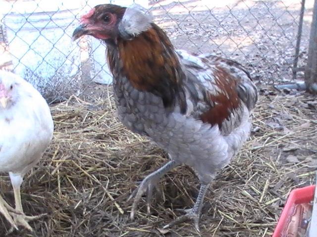 7227_pic_9771.jpg