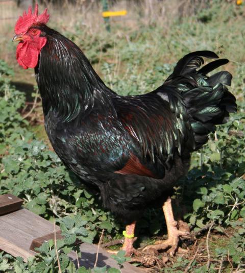 72289_barnieroo1t.jpg