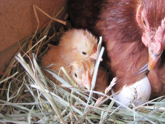 72319_rosies_first_babies_may_2011.jpg