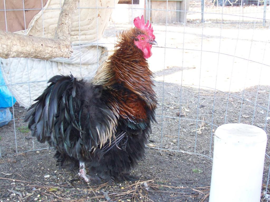 72330_diabo.jpg