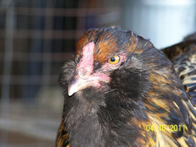 72330_stinkeye.jpg