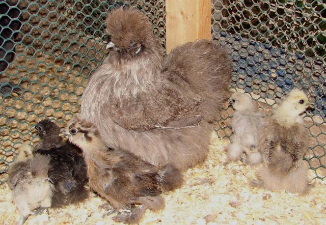 7235_silkie_042.jpg