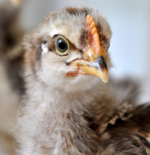 72364_chick_1_7.jpg