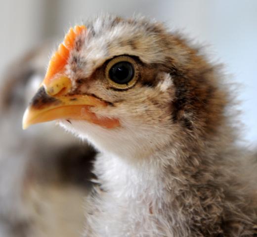 72364_chick_1_8.jpg