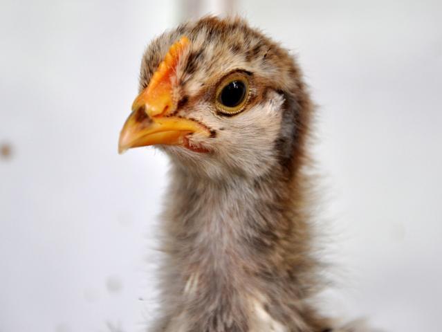 72364_chick_2_2.jpg