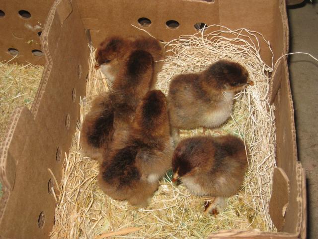 72364_new_chicks_052211_23.jpg