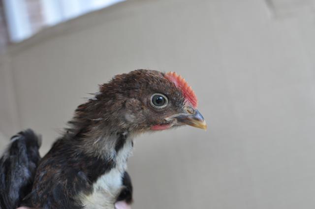 72364_partridge1_2.jpg