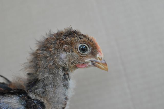 72364_partridge2_3.jpg