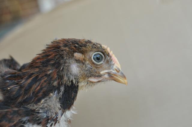 72364_partridge3_2.jpg