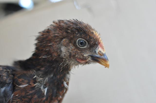 72364_partridge4_big_feathered_2.jpg