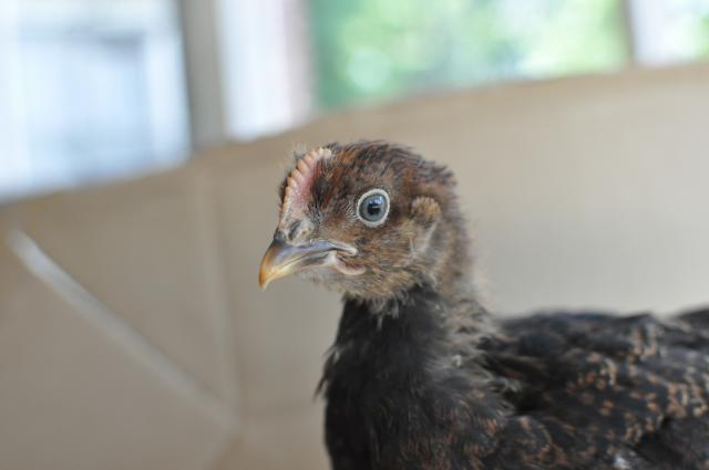 72364_partridge5_small_feathered_4.jpg