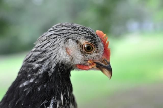 72364_silver_laced.jpg