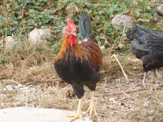 72371_chickens_10-8-11_019.jpg