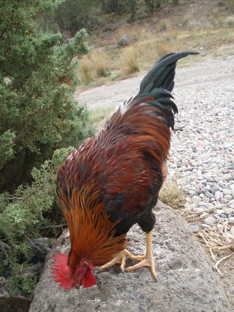 72371_chickens_10-8-11_028.jpg