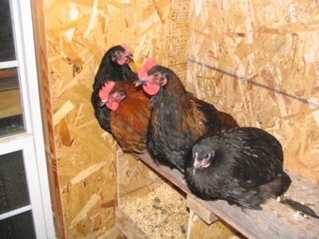 72463_marans_1c.jpg