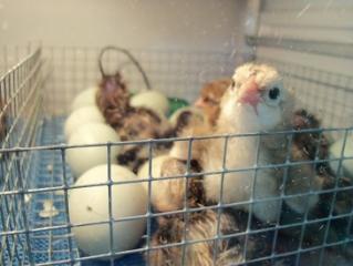 72494_chicks2.jpg