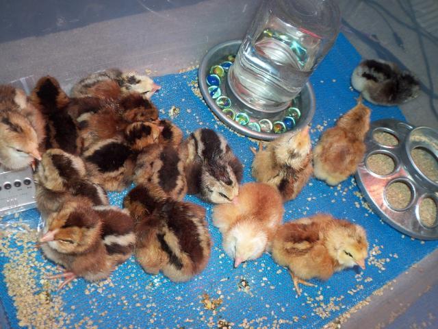 72494_chicks3.jpg