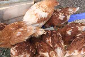 72494_craigslistchickens.jpg