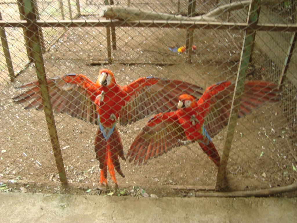 72519_costa_rica_2010_may_101.jpg