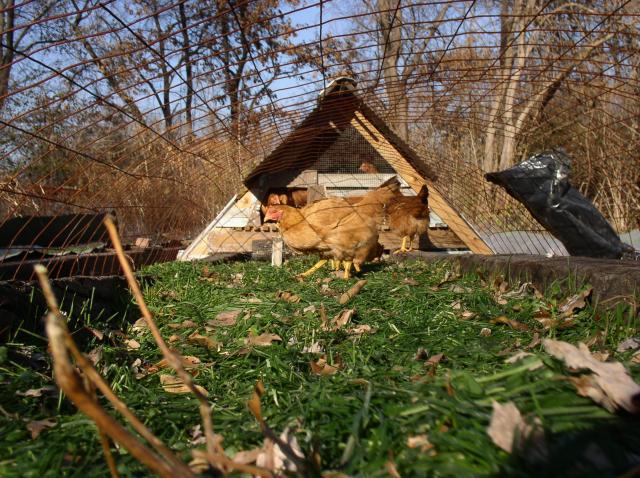 72519_p1010032.jpg